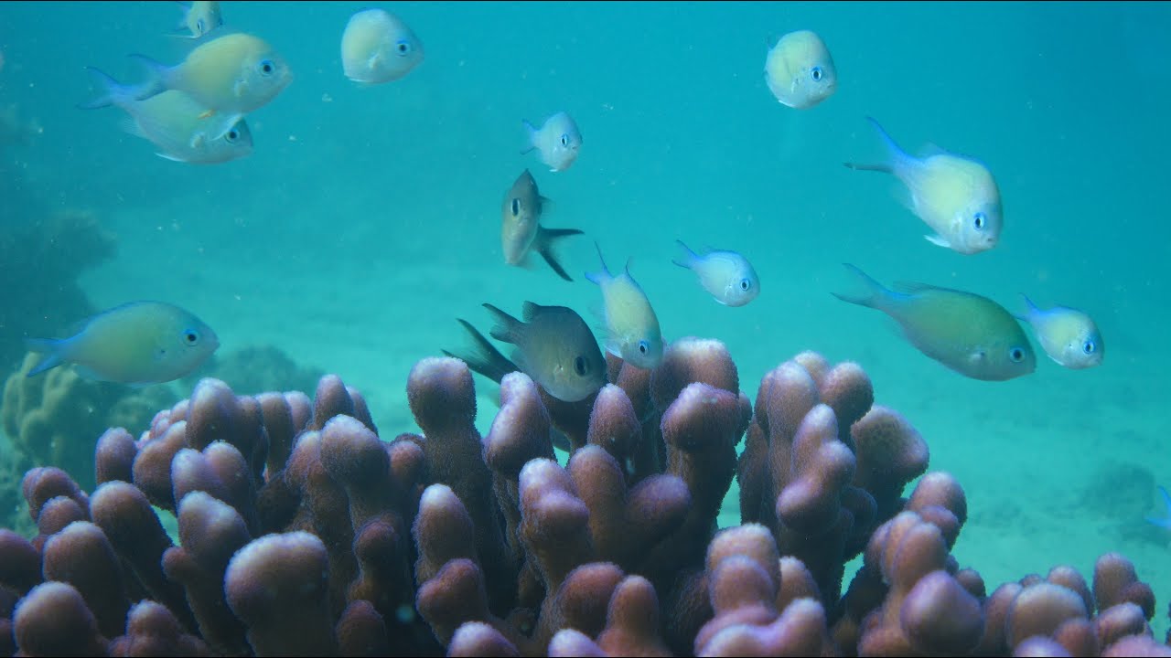 Морская жизнь от KAUST