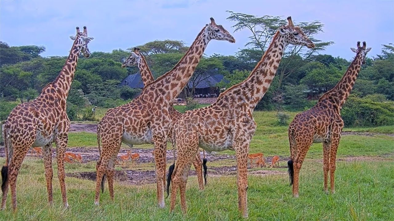 Safari Camera in Maasai Mara