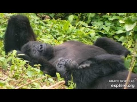 Лесной коридор горилл в Конго