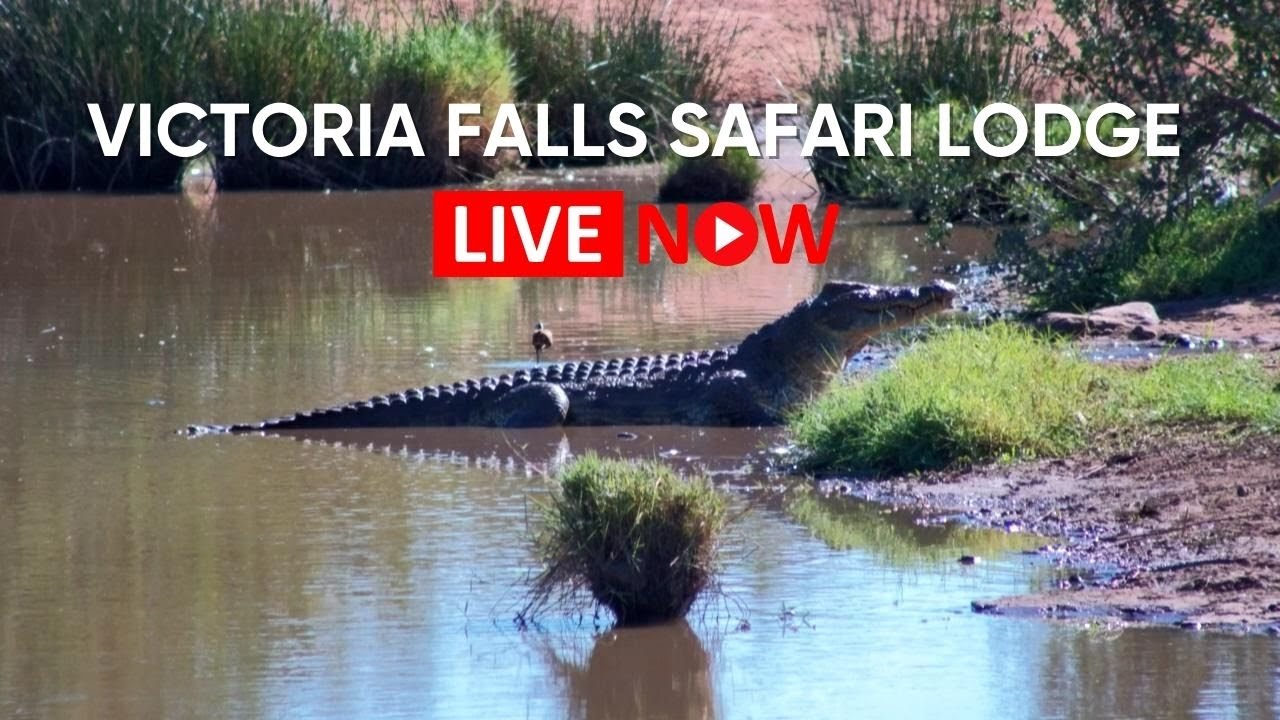 Водопой диких животных - Национальный парк Замбези