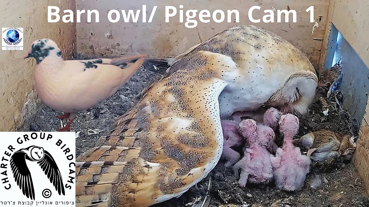 Barn Owl Nest — University of Haifa