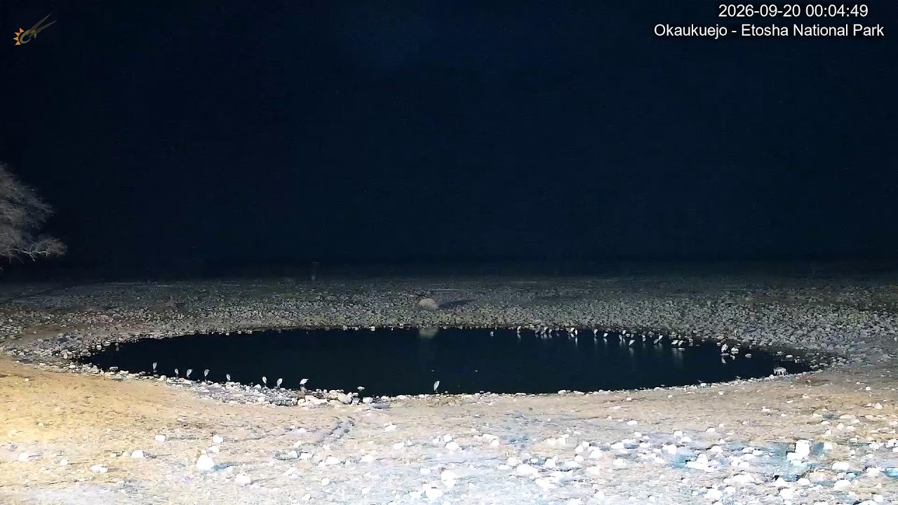 Водопой Окаукуэйо, Этоша