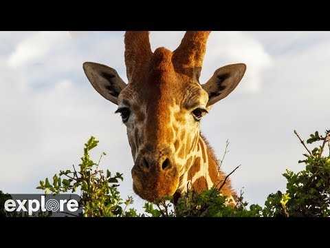 Река бегемотов и крокодилов в Лайкипии