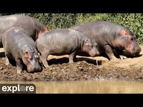 Abbeveratoio di Mpala nella Laikipia