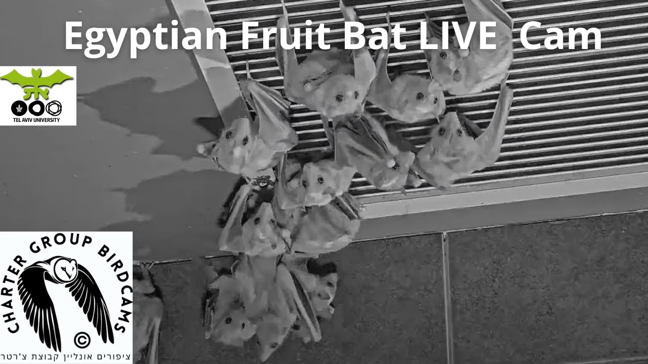 Colony of Egyptian Fruit Bats at Tel Aviv University