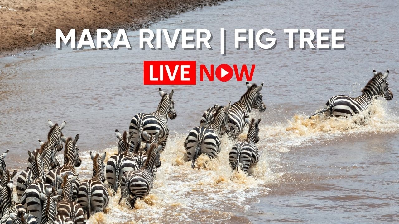 Fig Tree Crossing on the Mara River