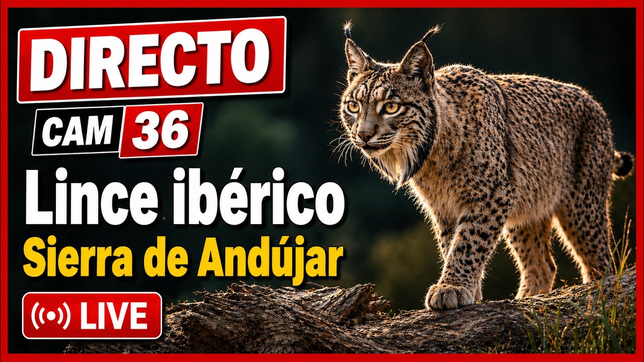 Канадская рысь в парке Woodlands Wildlife