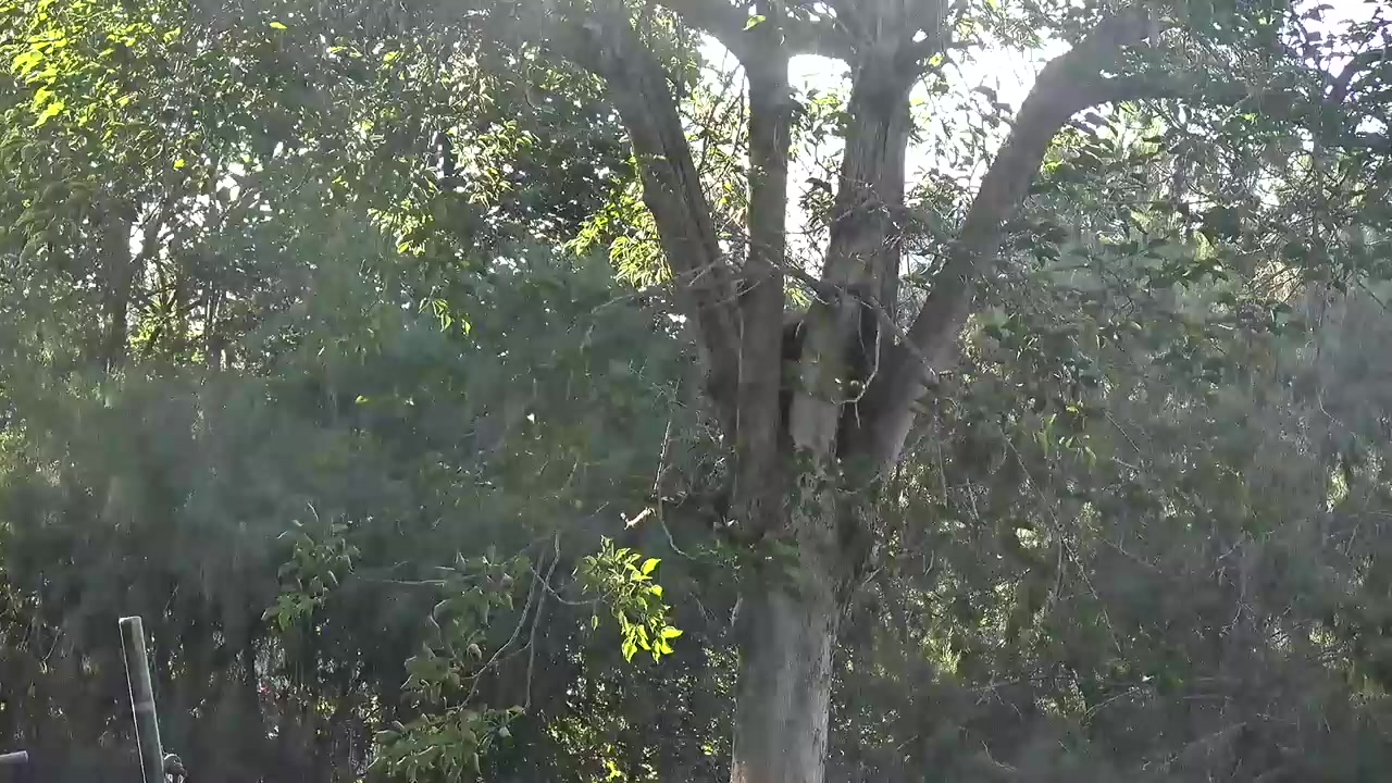 Orangutans at the San Diego Zoo