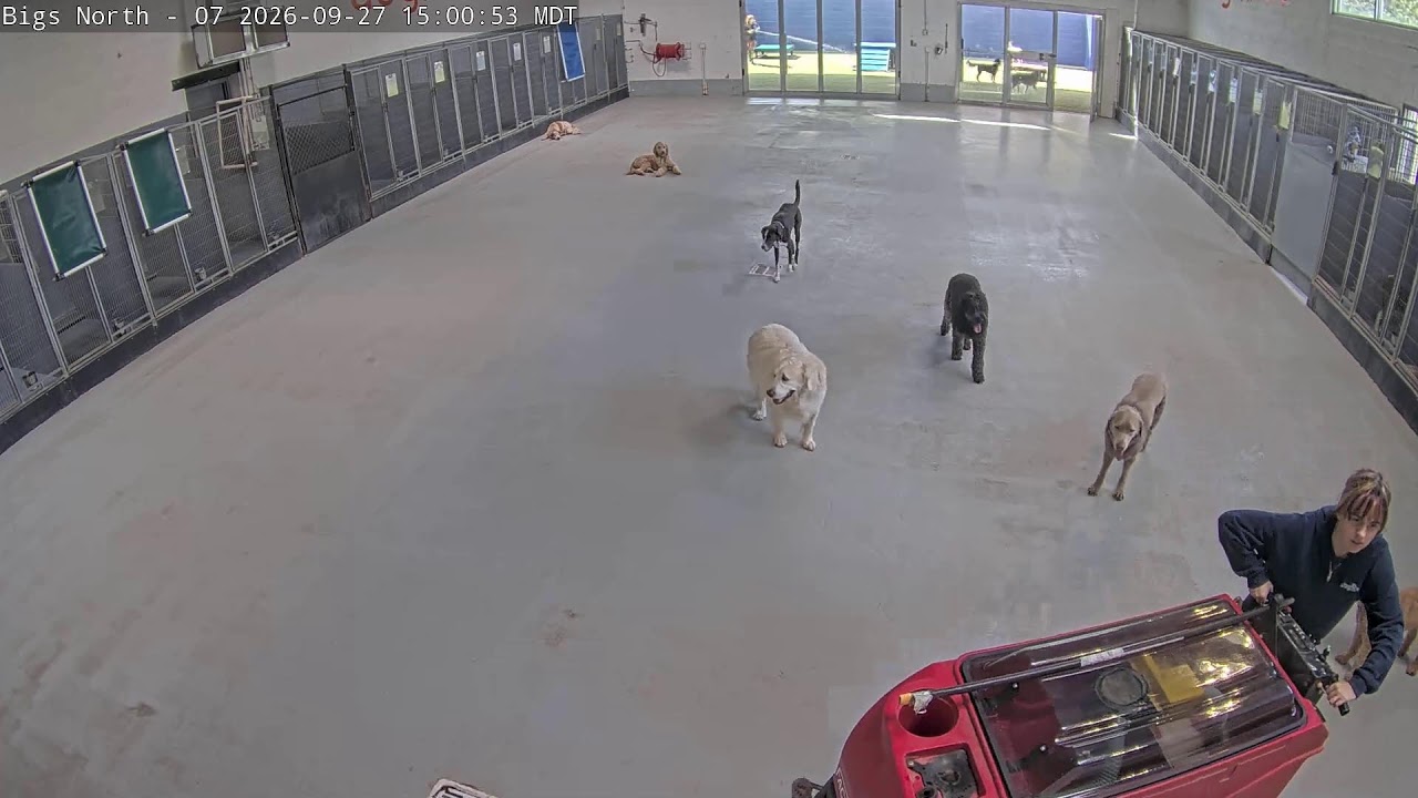 DogMode: Северная часть