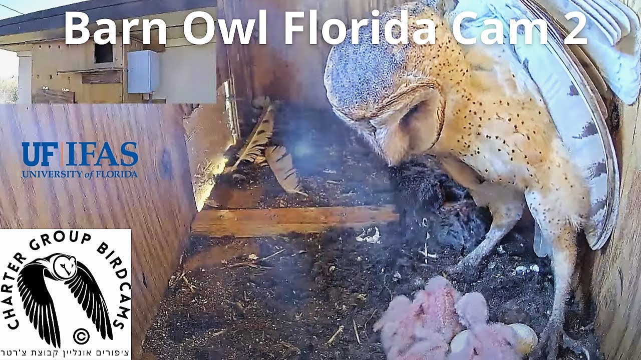 Barn Owl in Gainesville