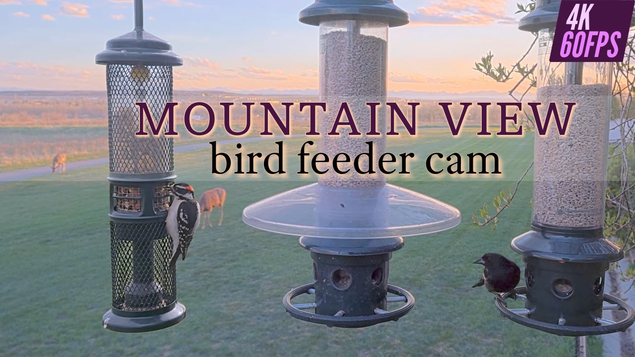 Mountain View Bird Feeder