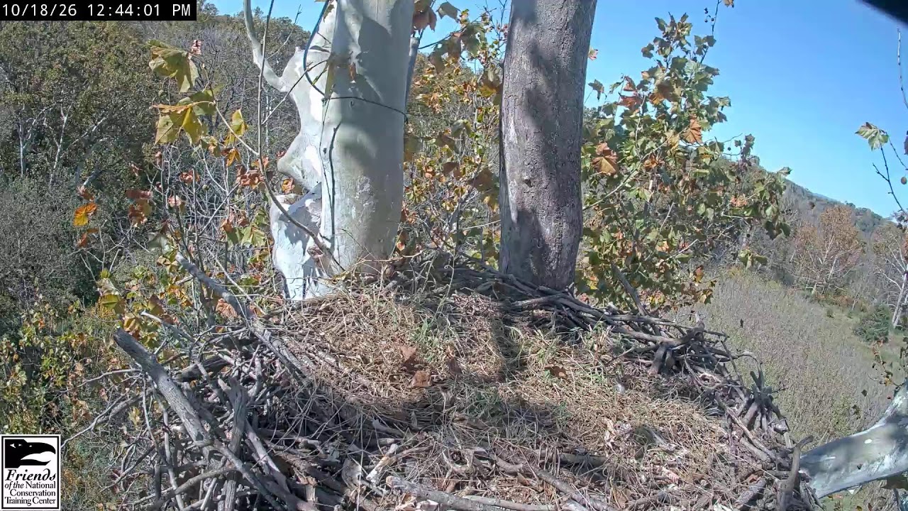 NCTC Eagle Nest, Шепердстаун