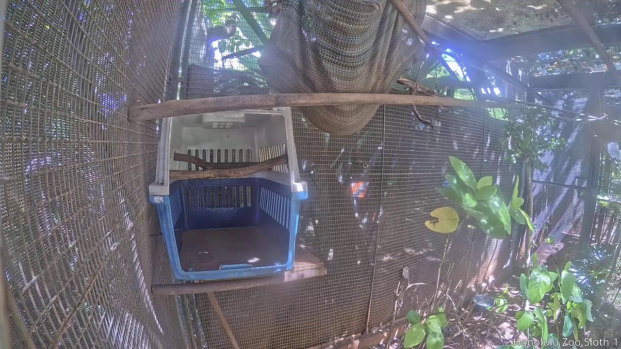 Ленивец в зоопарке Гонолулу