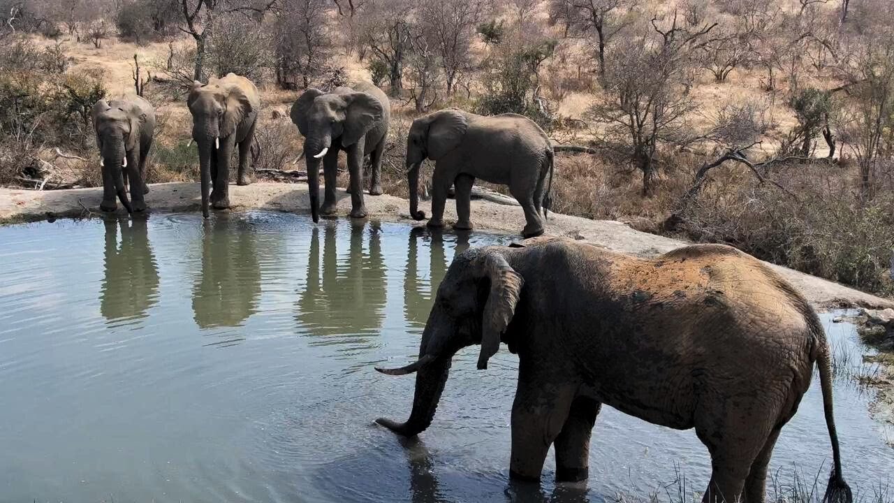 Водопой Рози