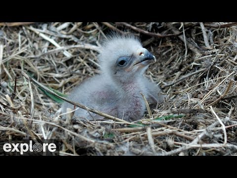Веб-камера белоголовых орланов в Ту Харборс