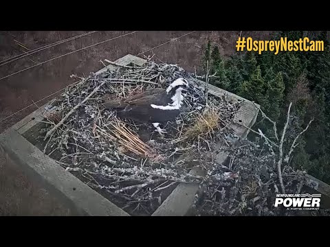 Osprey Nest on a Power Pole, St. John's