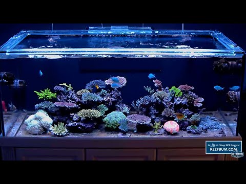 Аквариум ReefBum