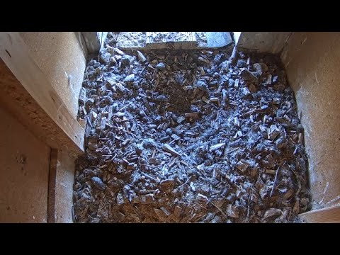Башенные пустельги в Доме Корбюзье