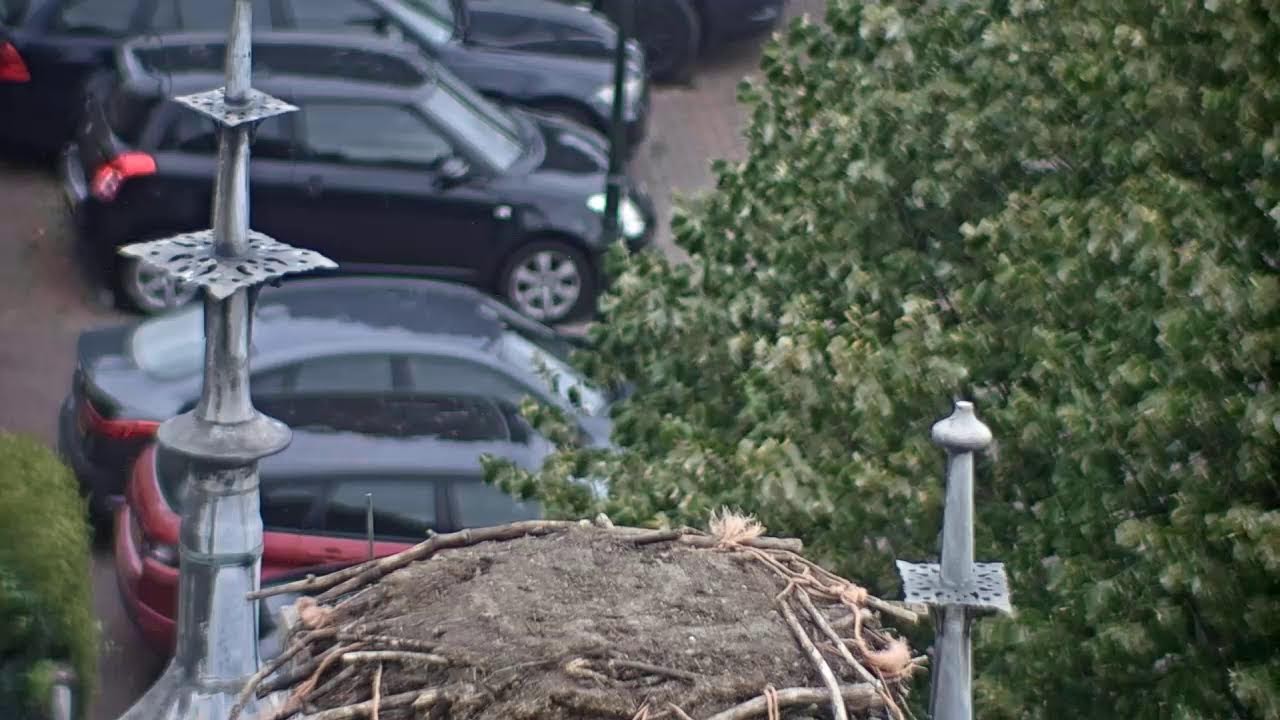 Storks in IJsselstein