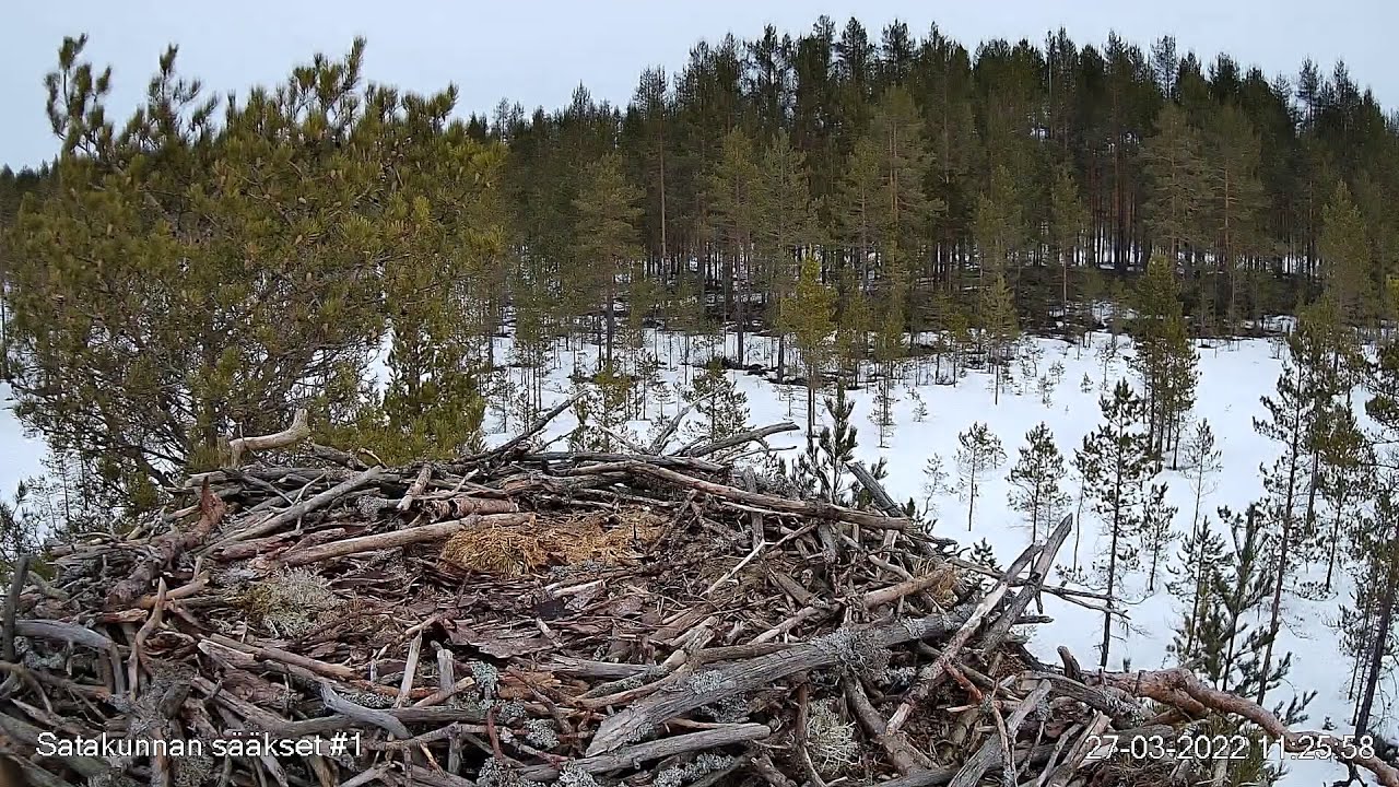White-tailed Eagle Nest in Pori