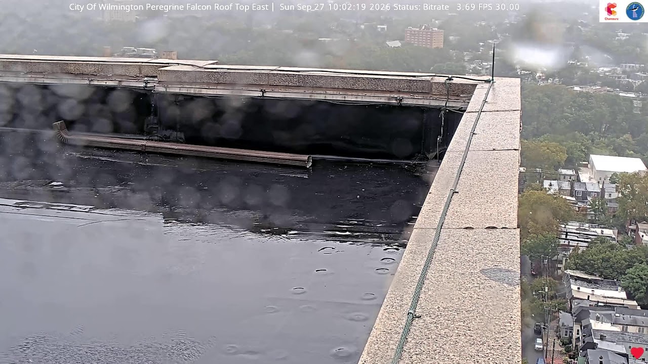 Сапсан на восточной крыше в Уилмингтоне