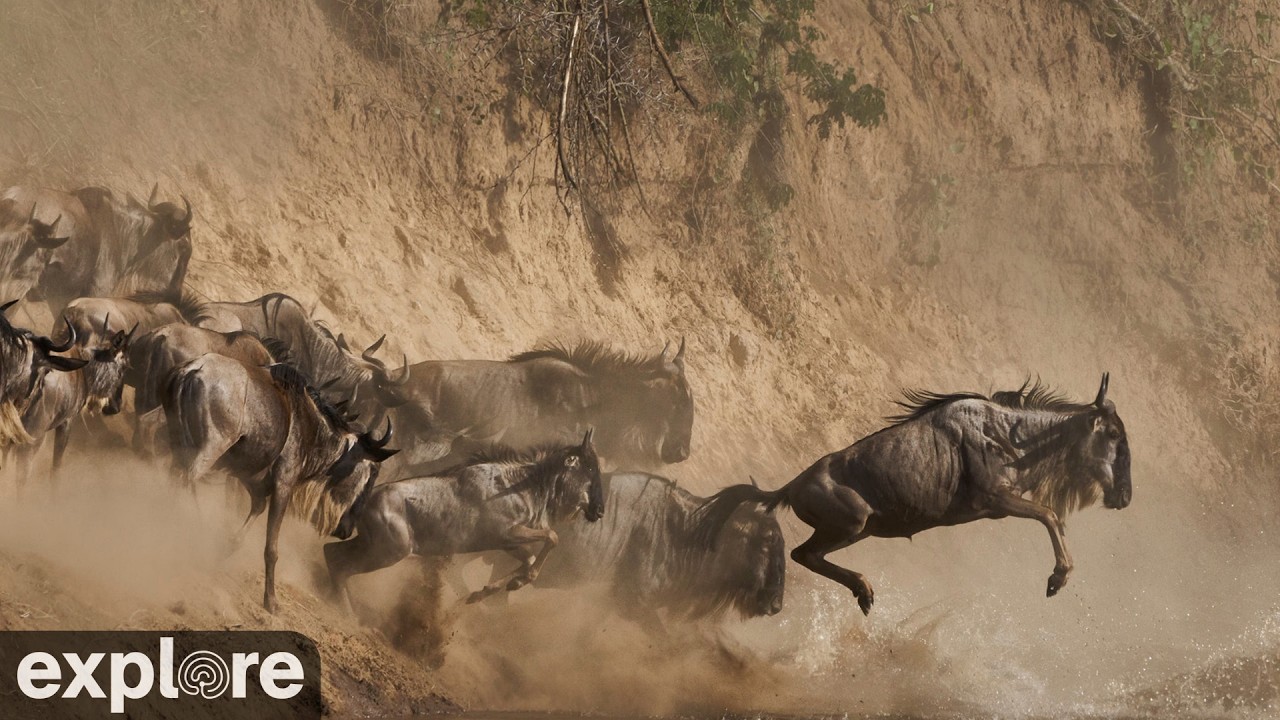 Maasai Mara: River Crossing During the Great Migration