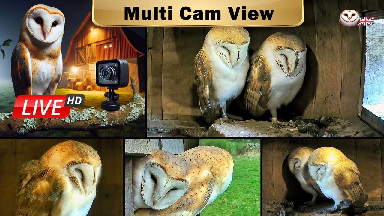 Мультивид камер дикой природы Пик-Дистрикт