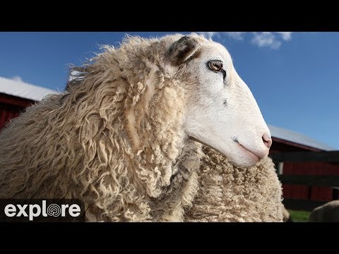 Овечье пастбище в фермерском приюте