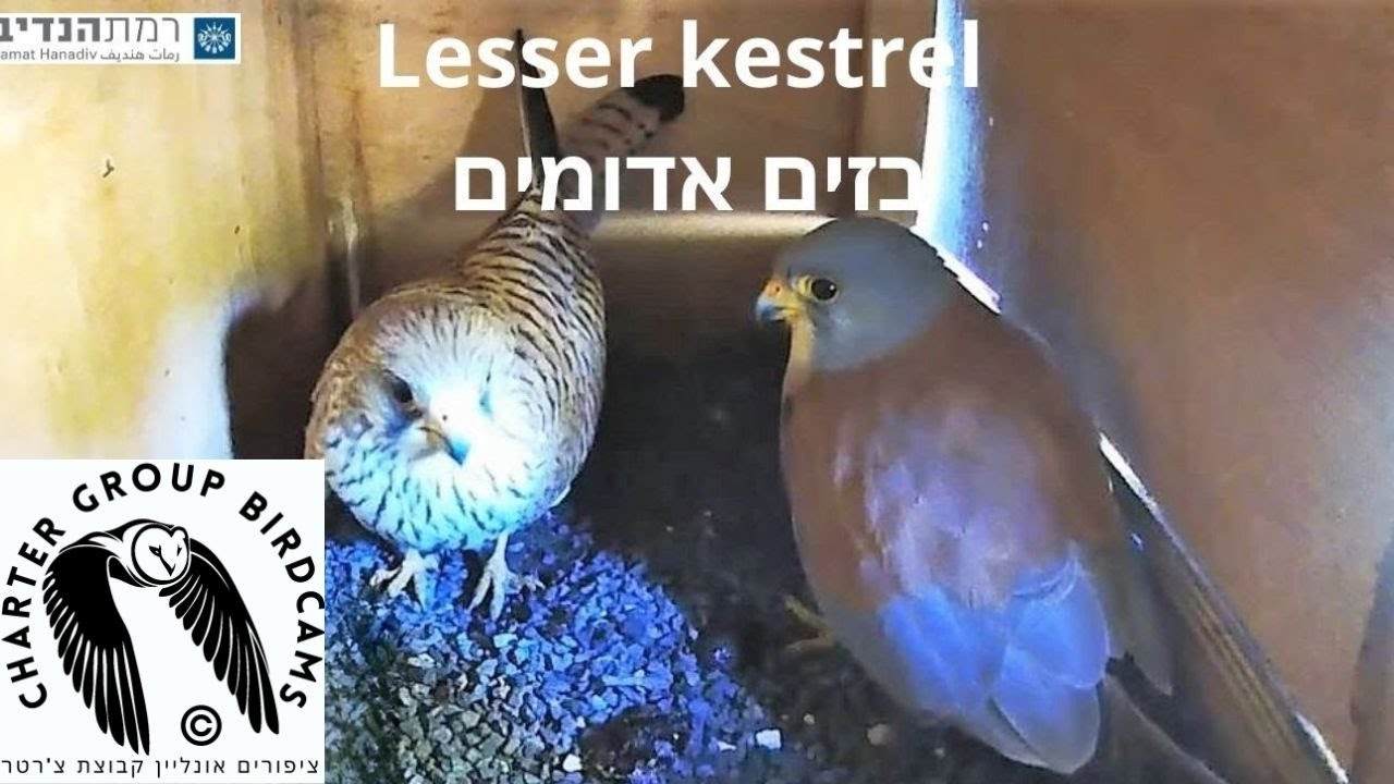 Lesser Kestrel in Ramat HaNadiv