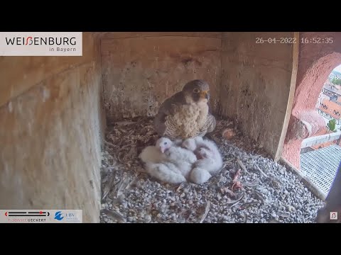 Сапсаны у Больничной церкви, Вайсенбург