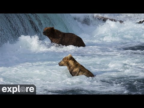 Бурые медведи на водопаде Брукс