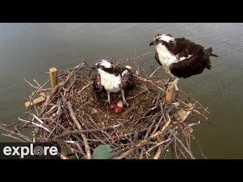 Гнездо скопи Chesapeake Conservancy