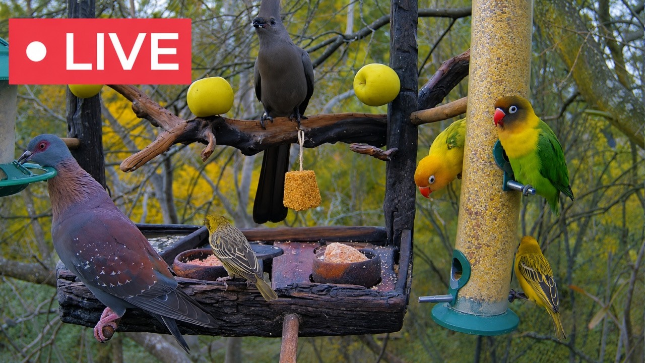 Кормушка для птиц и дикая природа ЮАР