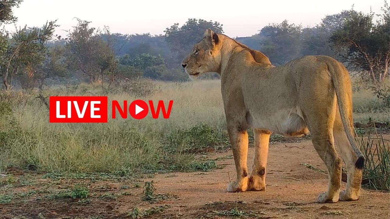 Naledi Lodge, Greater Kruger Park