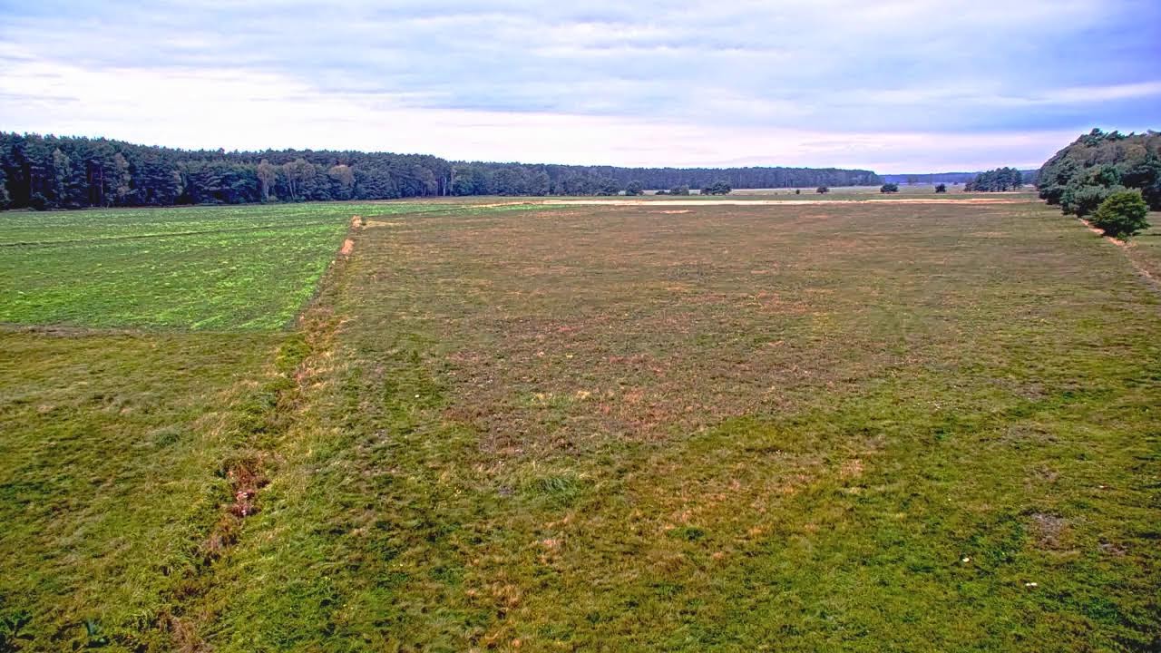 Cerfs dans les prairies de Dobrosułowskie