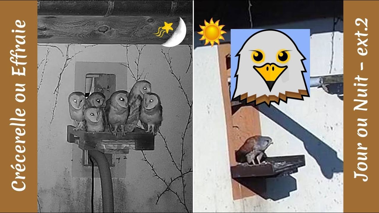 Пустельга днём или Сип ночью (внешняя 2)