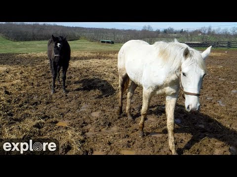 Kentucky Horse Adoption Center