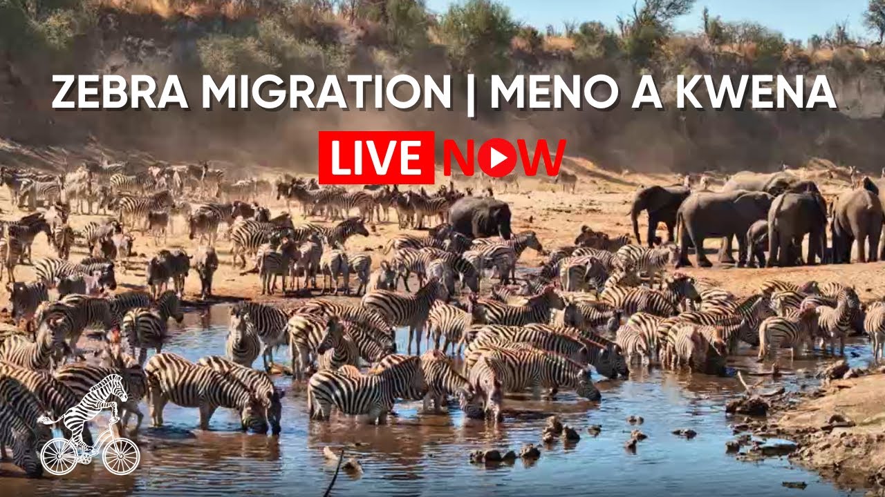 Миграция зебр в Мено-а-Квена