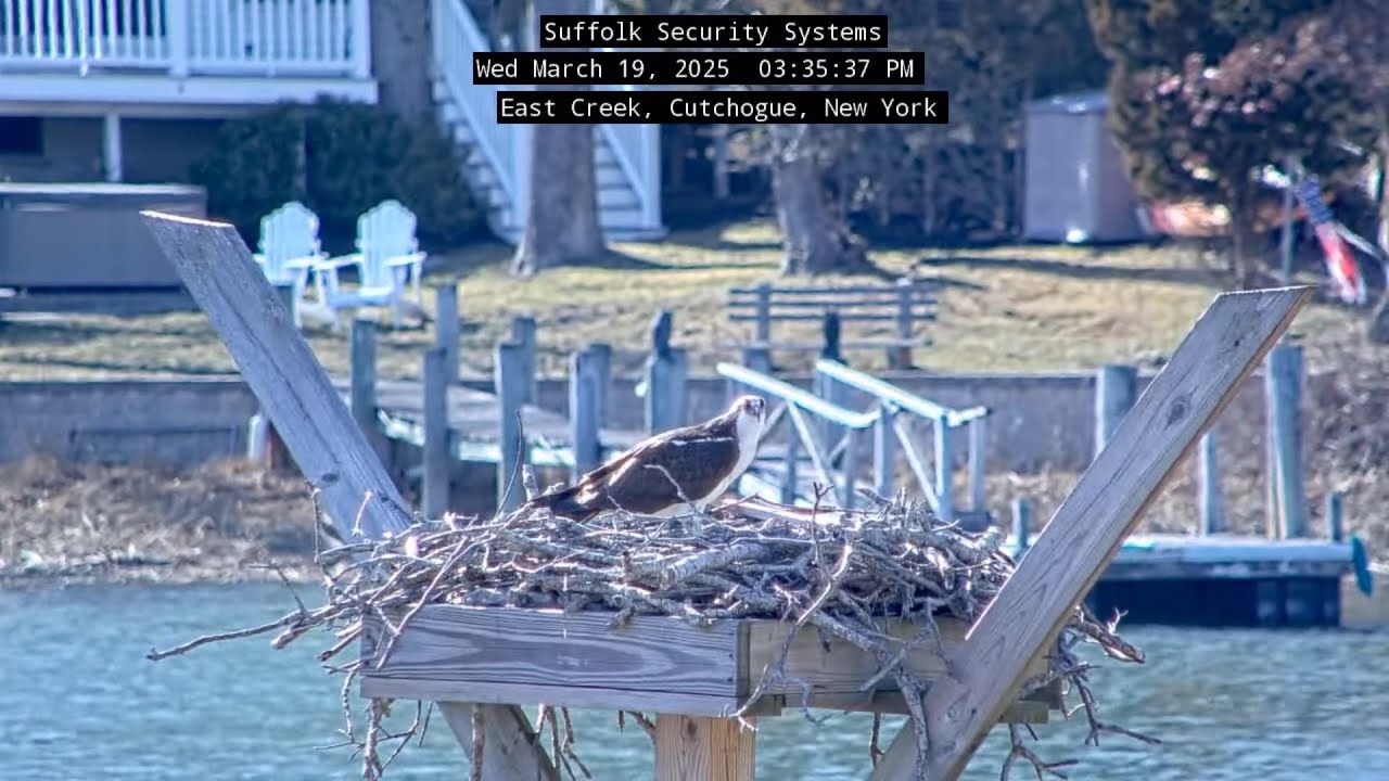 Веб-камера гнезда осоеда на Восточном ручье, Кутхог