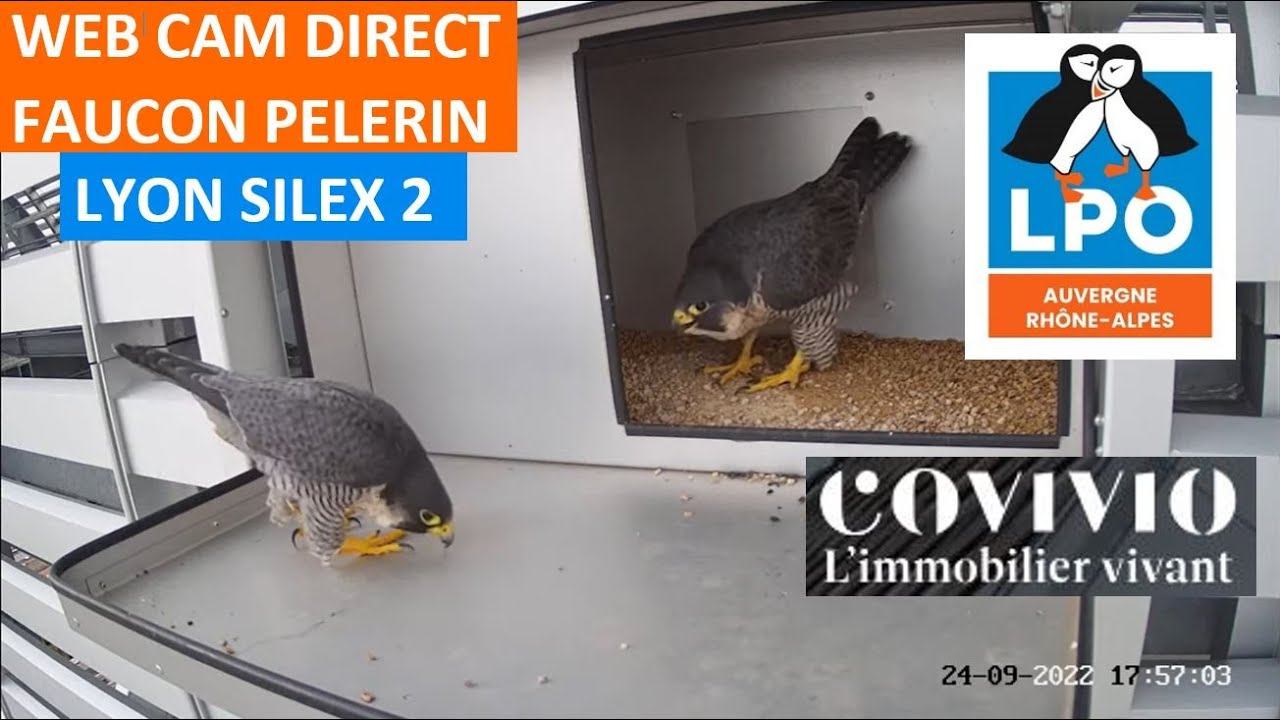 Peregrine Falcon on the Silex Skyscraper, Lyon