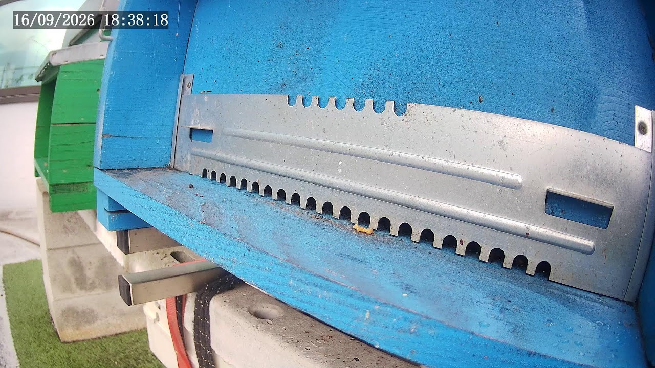 Пчелы в Оссоле
