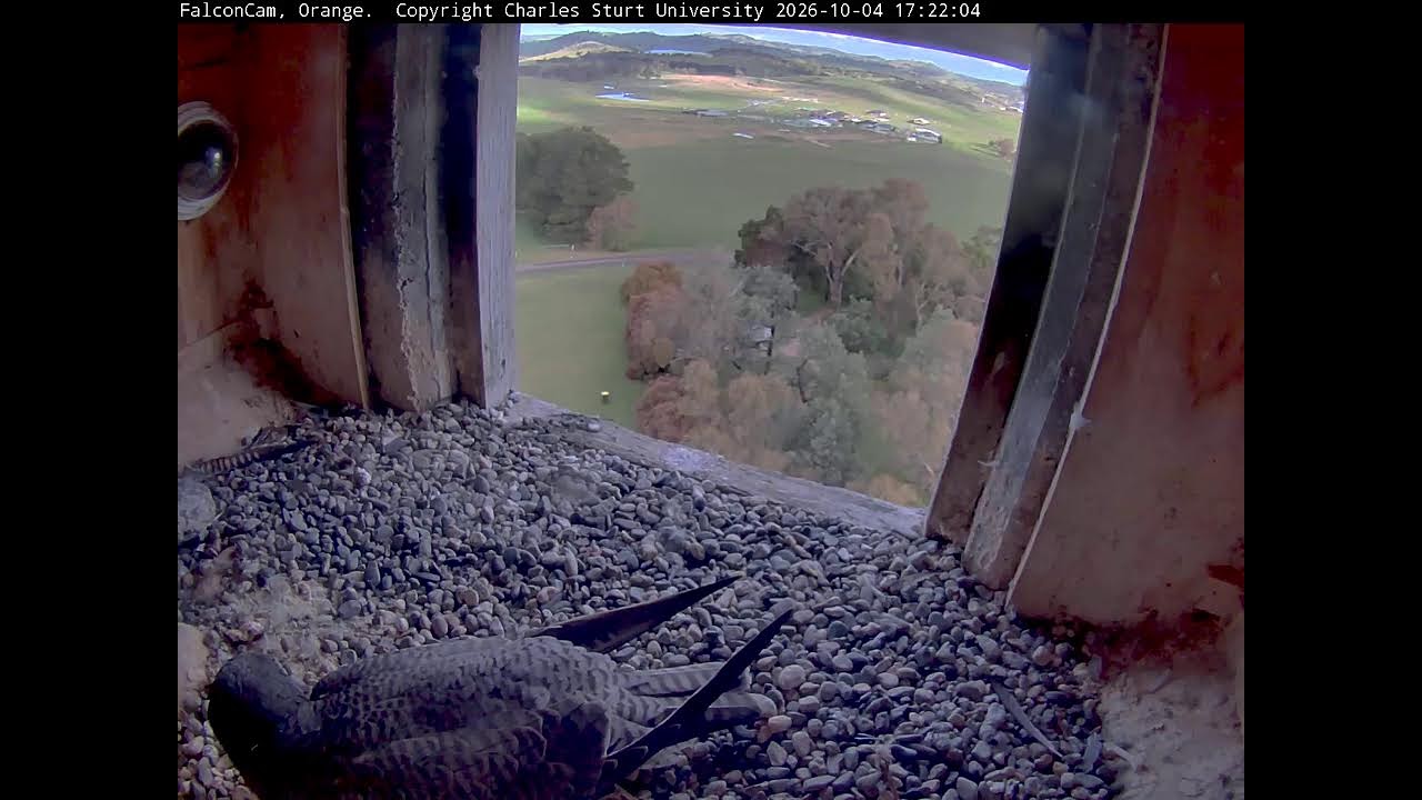Камера на скале — проект FalconCam