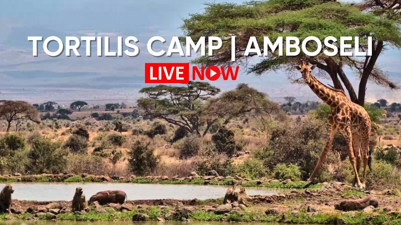 Amboseli Waterhole with a View of Kilimanjaro