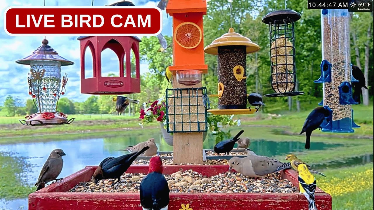 Bird Feeder in Syracuse