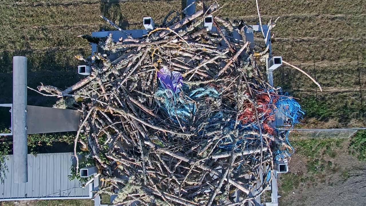 Salem Electric Osprey Nest Camera