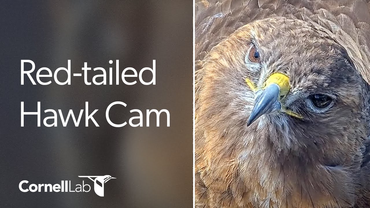 Cornell Red-tailed Hawk Nest