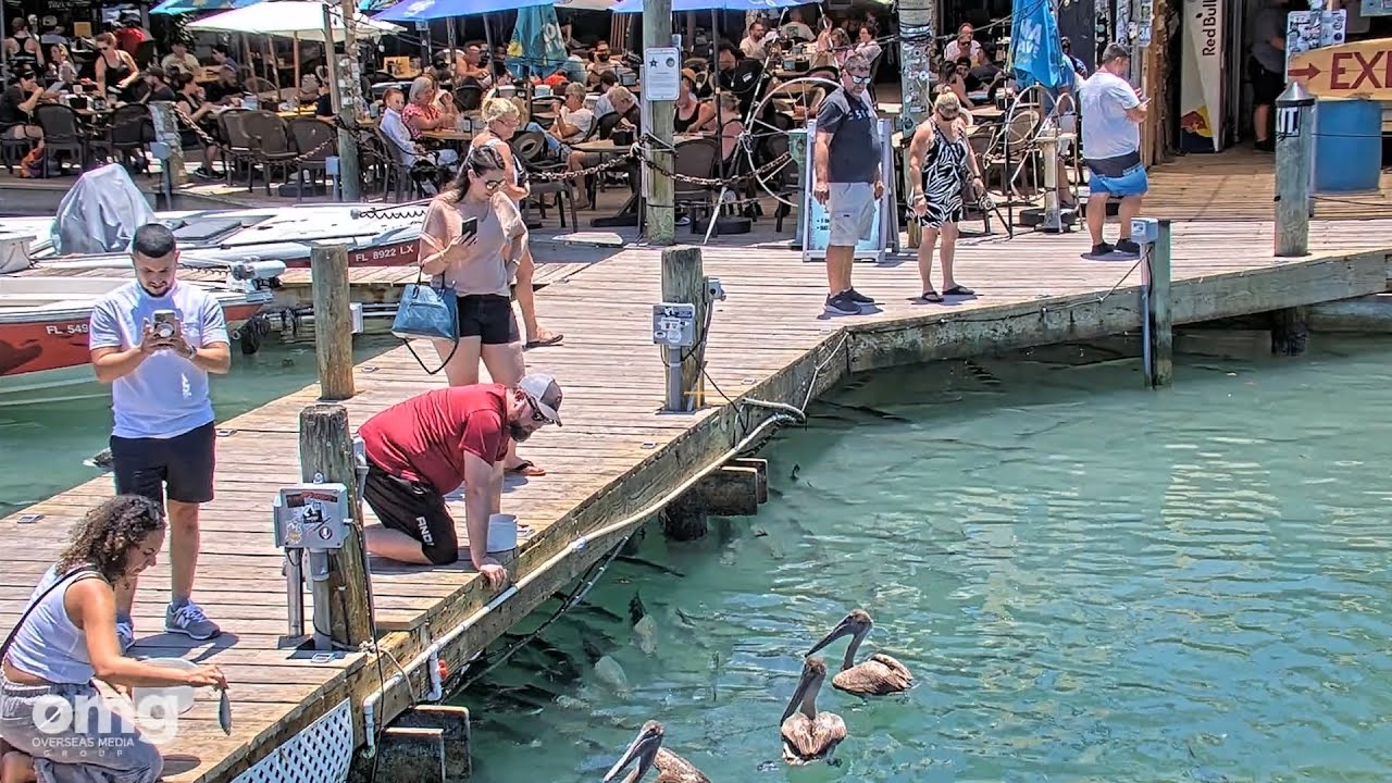 Tarpon Feeding Dock at Robbie's Marina