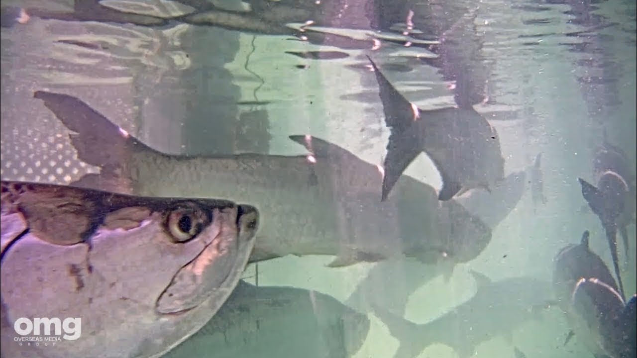Underwater camera at the tarpon feeding dock in Islamorada