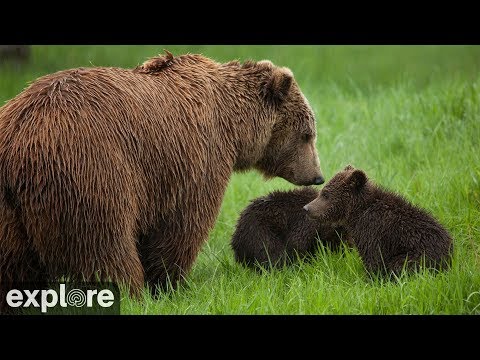 Вид на реку в национальном парке Катмаи