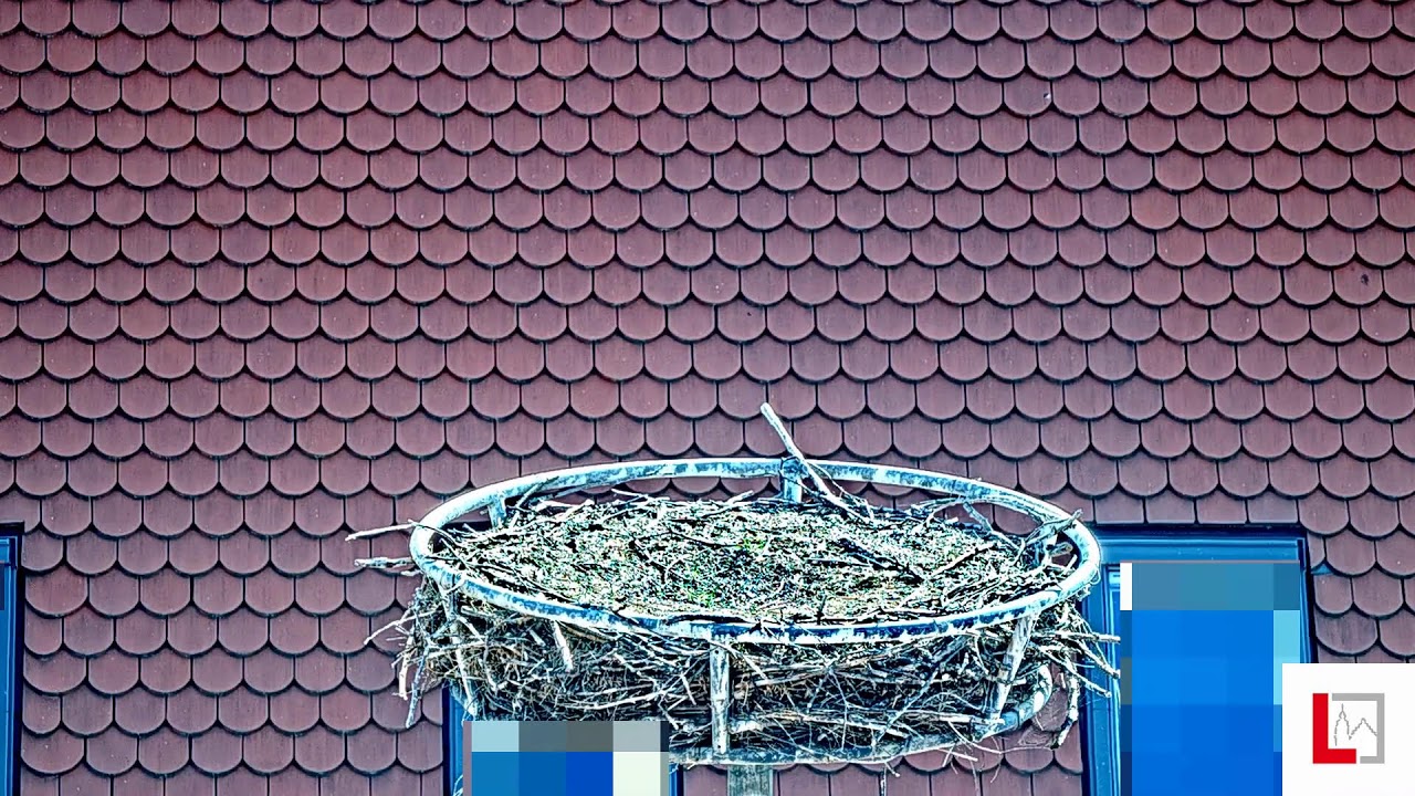 Stork Nest in Langscheid
